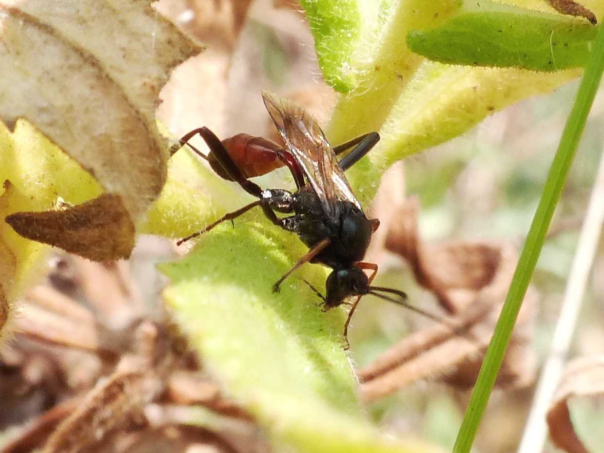 Ichneumonidae che somigliava ad un Pompilidae